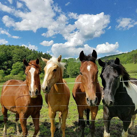Sponsor an Equine Veterinian Visit