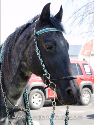 Custom Paracord Headstall with Matching Reins Option