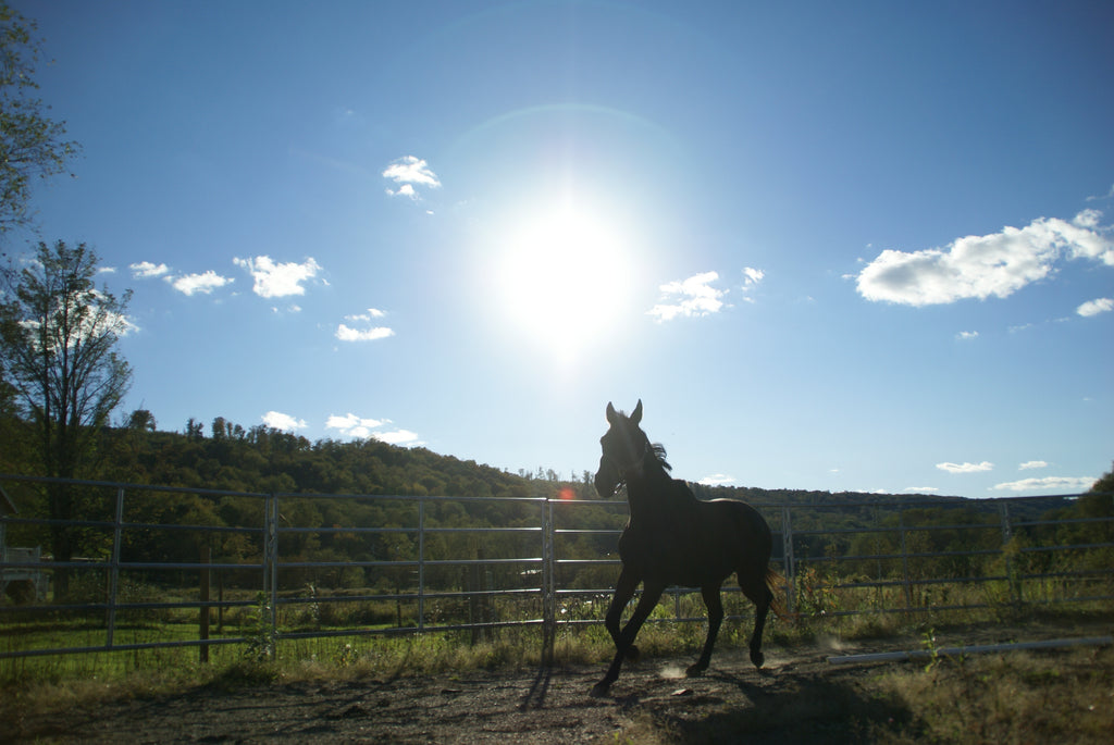 National I Love Horses Day!