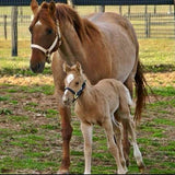 RESCUE LINE:  "Bella's Love" Riding Reins